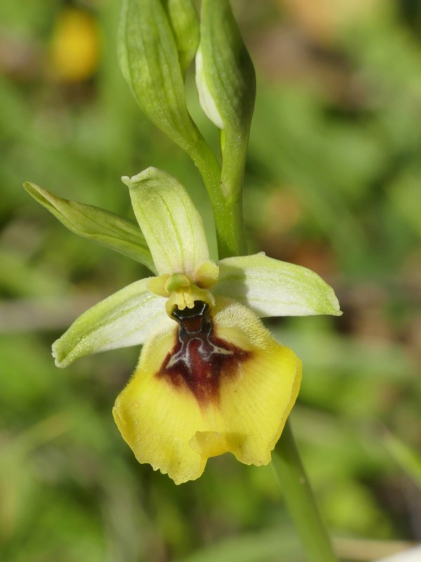 Ophrys lacaitae: la regina delle Ophrys prov. Frosinone  2020